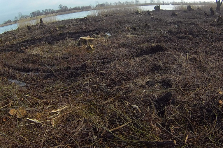 Už neteisėtą 339 saugotinų želdinių iškirtimą Rusnėje – daugiau kaip 44 tūkst. eurų žala