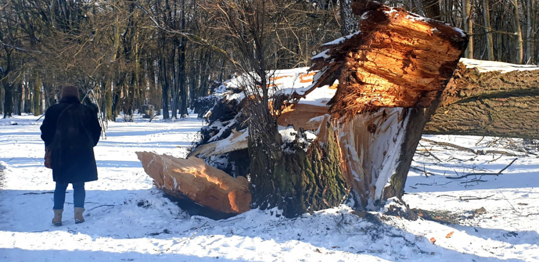 Po audros Klaipėdos Skulptūrų parke - senųjų miesto kapinių istorijos atodanga