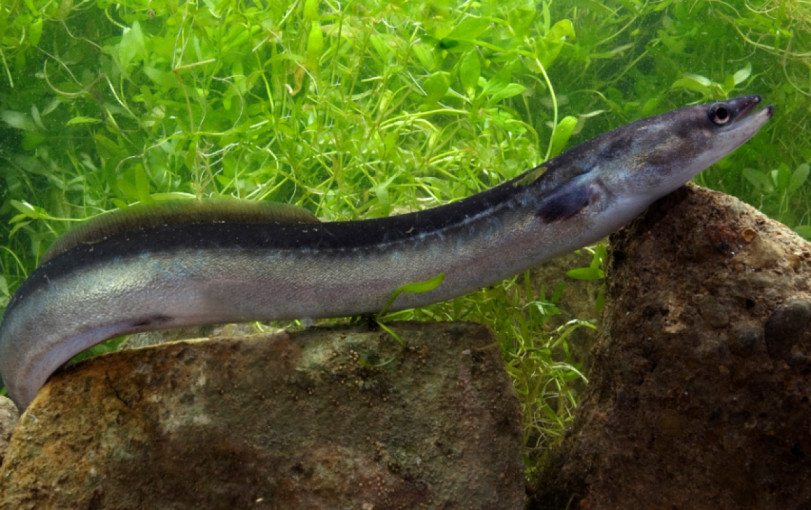 Blogėjant ungurių išteklių būklei, taikomos papildomos jų apsaugos priemonės