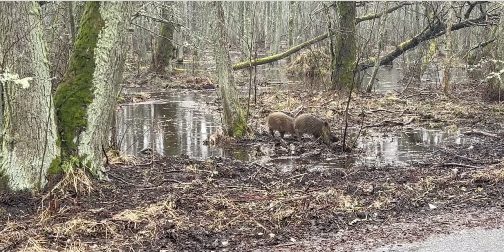 Nutirpus sniegui pasirodė Kuršių nerijos šerniukai