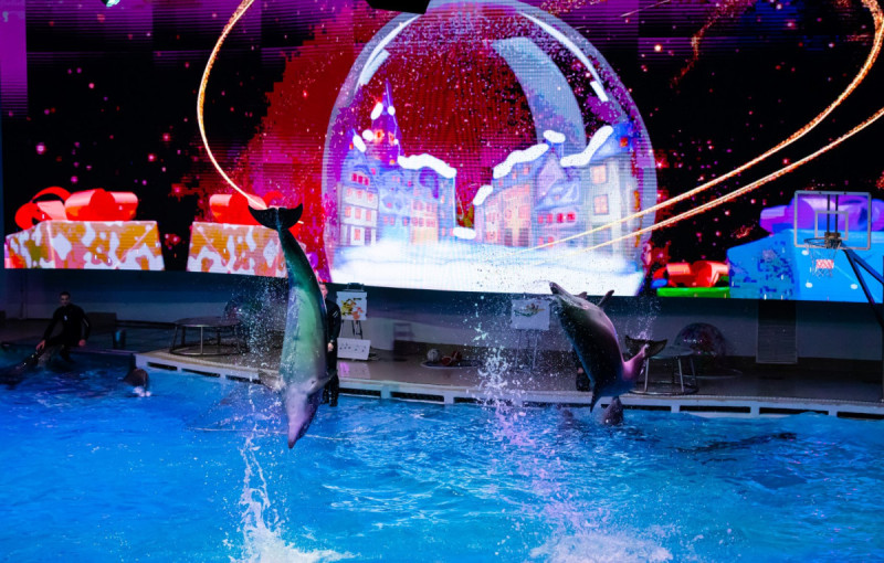 Lietuvos jūrų muziejus kvies pasitikti Kalėdas su delfinais