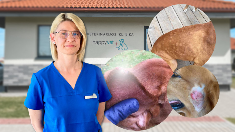 Vasaros egzema, kas tai?