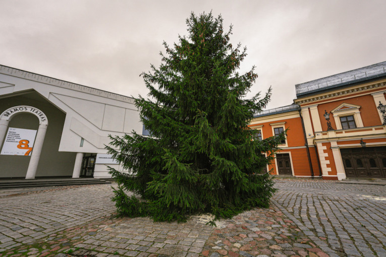 Klaipėda ieško Kalėdų eglutės