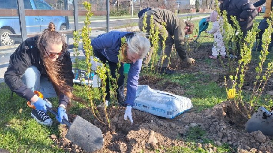 Kretingos miestas – dar žalesnis: pasodinti 773 medeliai ir žydintys krūmai