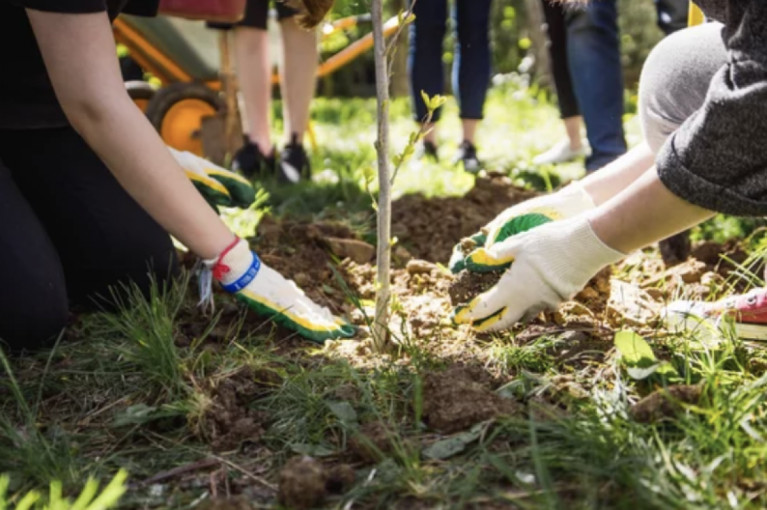 Dangės skvere jaunimas sodins Stelmužės ąžuolo vaiko sodinuką