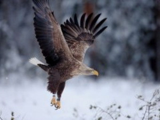 2019–2020 metų žiema skelbiama jūrinio erelio (Haliaeetus albicilla) stebėjimų žiema