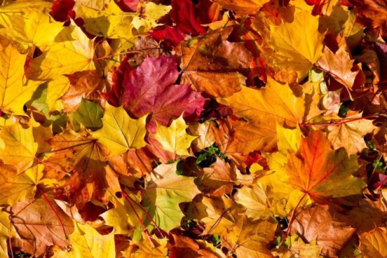 Rudens rūpesčiai: kur dėti lapus ir kitas žaliąsias atliekas?