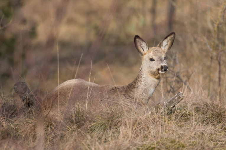Kuršių nerijoje susirūpinta dėl pusiasalio gamtos ir gyvybės
