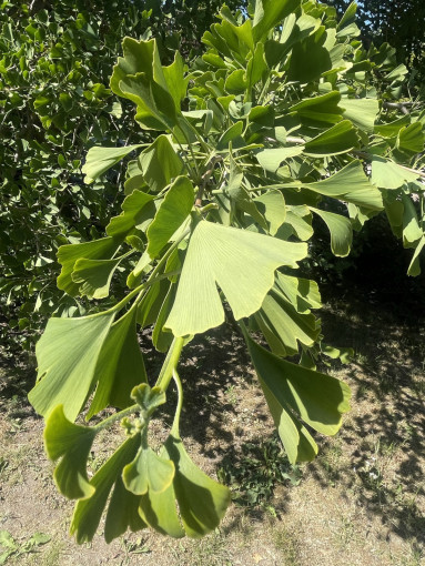 KU botanikos sode pirmą kartą žiedais pradžiugino ginkmedis