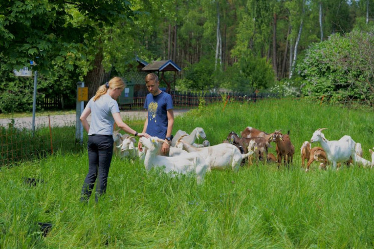 Kuršių nerijos pievas prižiūrės avys ir ožkos