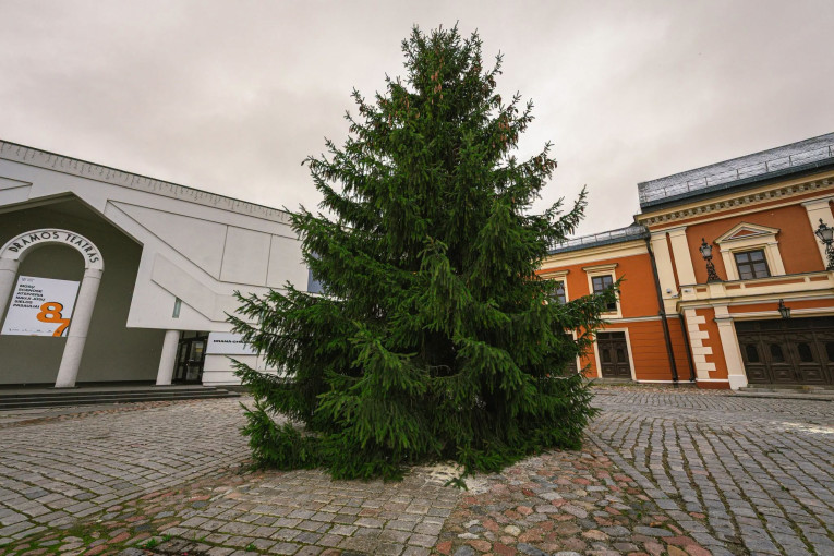 Klaipėda pradeda ieškoti pagrindinės Kalėdų eglės: tęsiama vienuolikos metų tradicija
