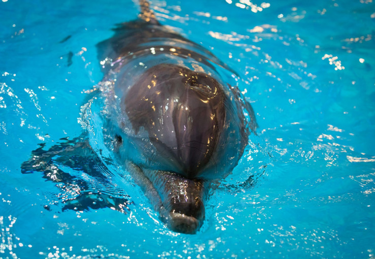 Vaikams su specialiaisiais poreikiais „Maximos“ pirkėjai įteikė dovaną – delfinų terapiją