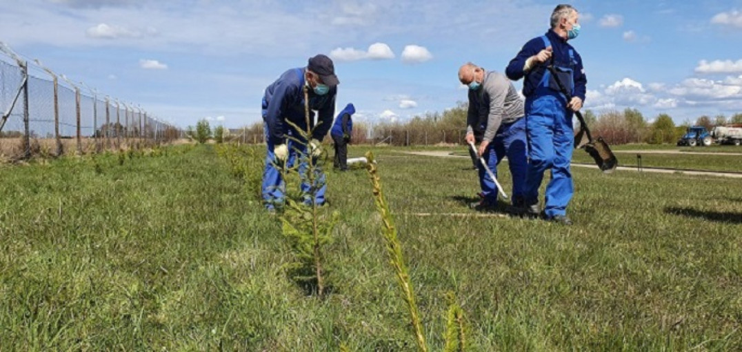 Dumpių nuotekų valykloje dar viena kvapus mažinanti priemonė – eglių alėja