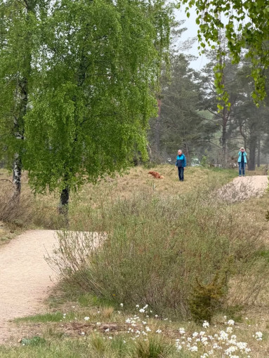 Naglių rezervate užfiksuotas pažeidimas: lankytojas saugomoje teritorijoje paliko maišelį su šuns išmatomis