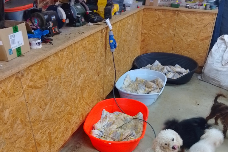 Vienas pranešimas – dvi apribotos veiklos: augintinių veisėjo ir veterinarijos gydytojo