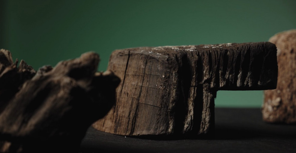 Pilies muziejus kviečia susipažinti su povandeninių archeologų atrasto reliktinio miško paslaptimis