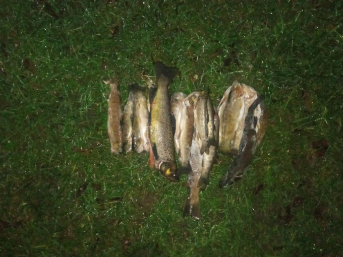 Pažeidėjams teks paploninti pinigines, žala aplinkai siekia beveik 29 tūkst. eurų