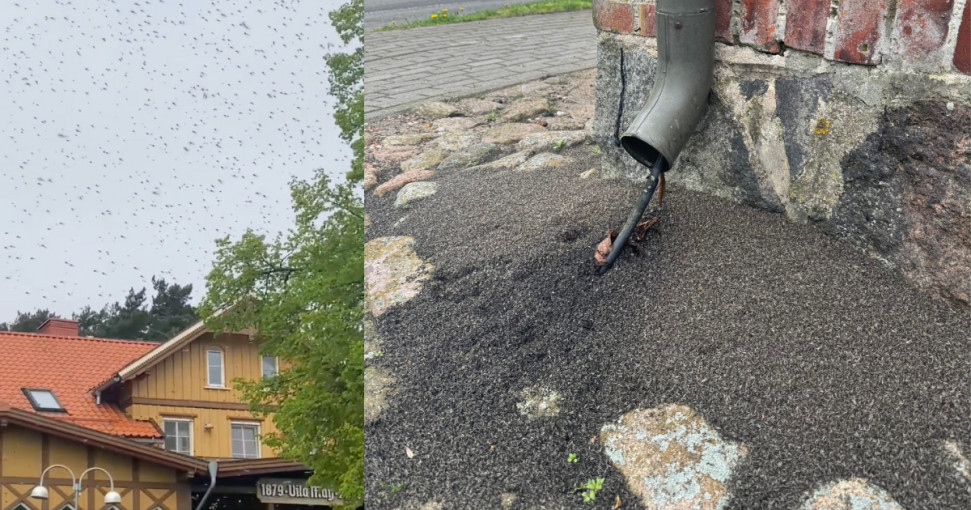 Kuršių neriją užplūdo milijonai uodų