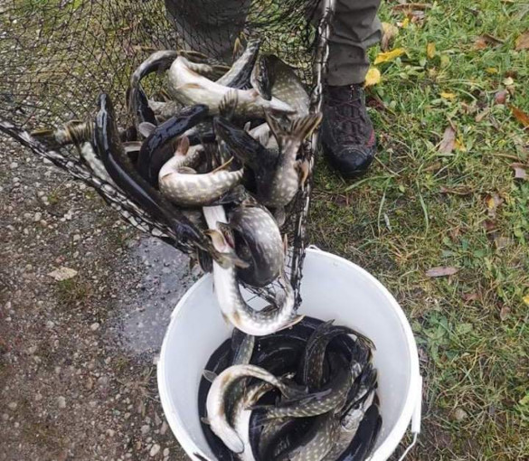 Už 2900 eurų Kretingos rajone įžuvinti tvenkiniai