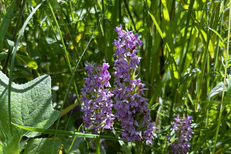 Kuršių nerijoje pražydo orchidėjos