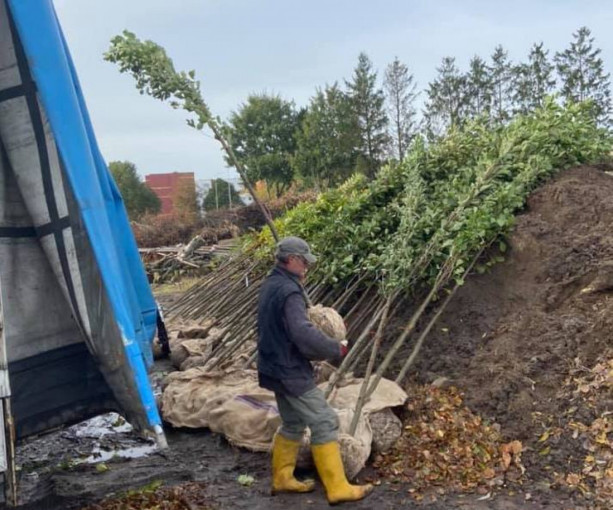 Šilutiškių skausmas – medžiai: vienus iškirtus jau sodinami kiti