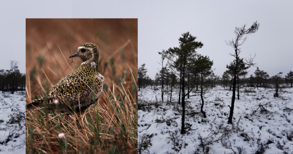 Svencelės telmologiniame draustinyje vykdomi gamtotvarkos darbai