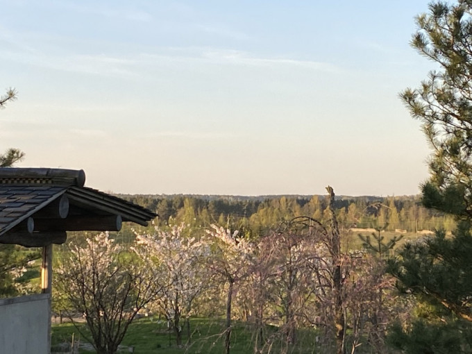 Kretingos raj. Japoniškame sode pražydo sakuros