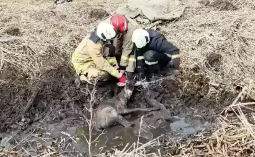 Šilutės rajone – skaudi gelbėjimo operacija