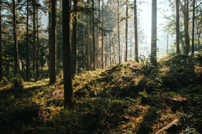 Ką daryti su klaipėdiečių valia dėl Girulių miško, spręs miesto taryba
