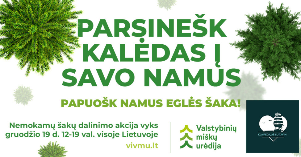 Šį ketvirtadienį miškininkai nemokamai dalins eglės šakas