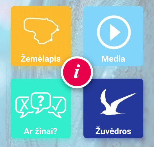 Atskirti žuvėdras nuo kirų padės nemokama mobilioji programėlė LifeTerns