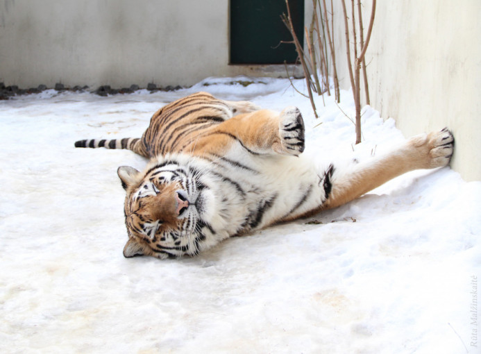 Lietuvos zoologijos sodo tigrės prognozės 2022 metams