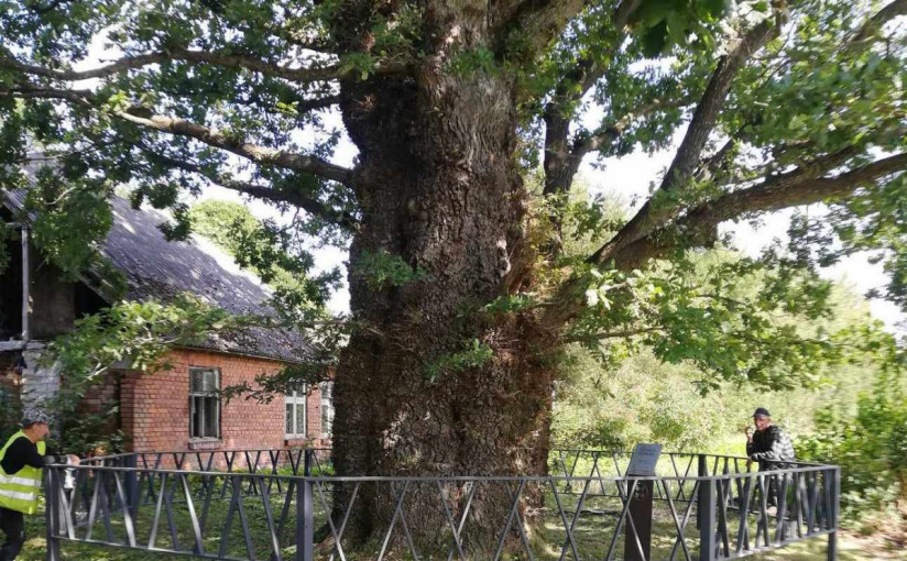 Dituvos sodų įžymybė - Lūžgalių ąžuolas yra vienas iš keturių galingiausių Lietuvos ąžuolų