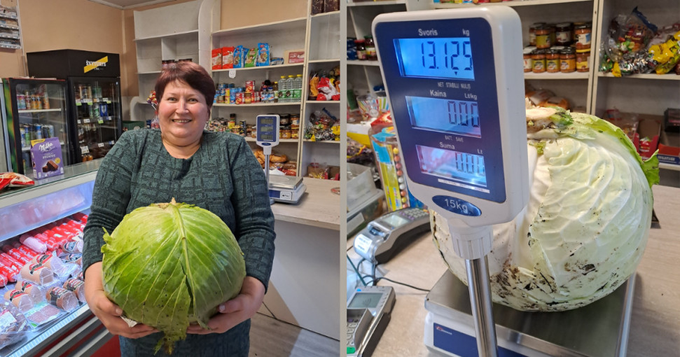 Plungės rajone užaugo kopūstas rekordininkas