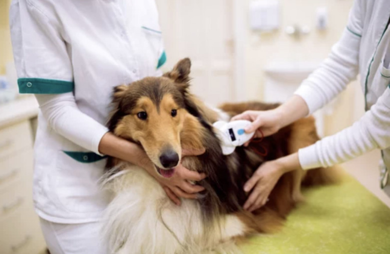 Nuo gegužės 1 d. įsigalioja privalomas kačių, šunų ir šeškų ženklinimas