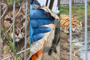 Aplinkosaugininkai priėmė sprendimą laikinai stabdyti lankymąsi Klaipėdos zoologijos sode dėl gyvūnų gerovei ir lankytojų saugumui keliančių grėsmę pažeidimų