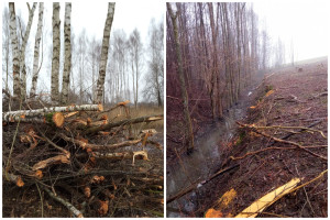 Aplinkosaugininkai patraukė atsakomybėn asmenis už neteisėtus saugotinų želdinių kirtimus